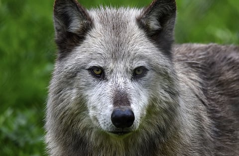 WHO LET THE WOLVES OUT? Animals apparently freed from Vancouver zoo enclosure