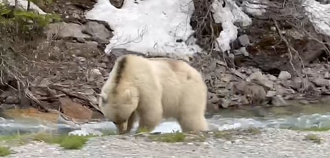 WATCH: White grizzly spotted In Lake Louise, Alberta
