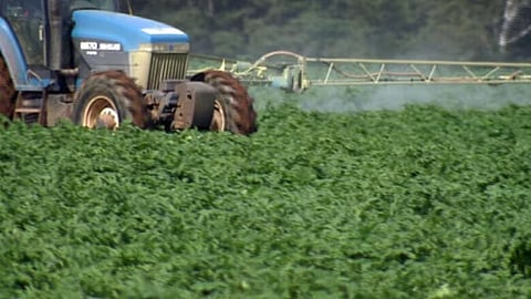 China announced temporary anti-dumping duties on Canadian canola, which is a significant export for Saskatchewan and Alberta Tuesday