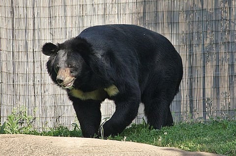 Japan begins sale of bear meat from vending machines
