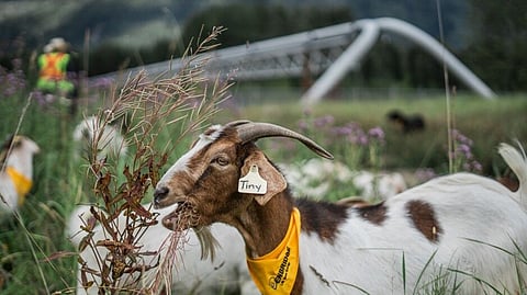Enbridge’s work cuts presumably don’t apply to its workforce of goats.