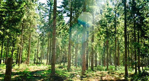 CARBON CAPTURE: National Resources Canada on track to plant two billion trees