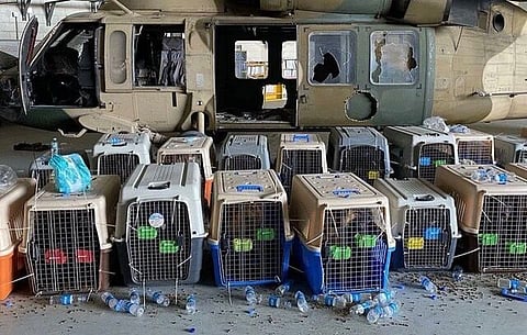 SLOBODIAN: Soulless ‘incompetent’ responsible for abandoned service dogs in Afghanistan