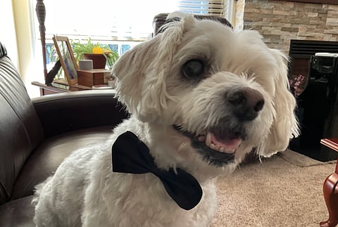 CNN GONE TO THE DOGS: Network suggest pets contribute to climate change