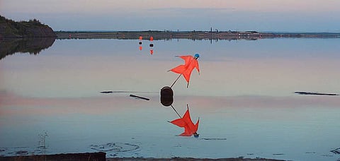 Suncor reports more dead birds at tailings pond near Fort Mac, windmills kill more