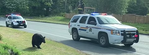 WATCH: Black bear run out of BC town