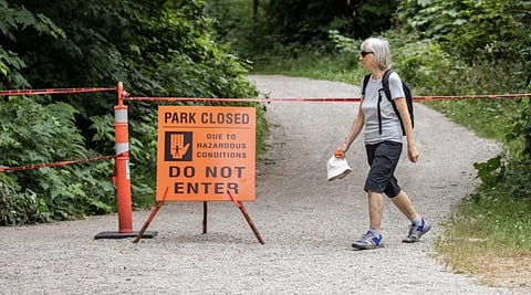 BC government to euthanize 35 coyotes in Stanley Park