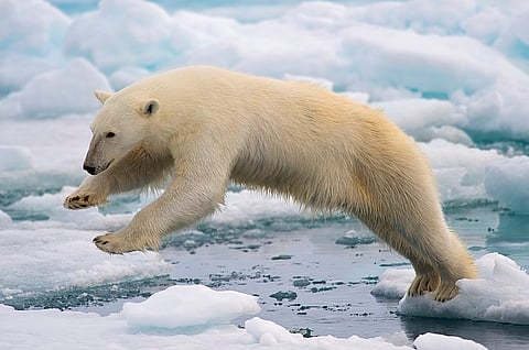 DiCaprio-affiliated enviro group says fossil fuel companies owe at least $209-billion a year in climate reparations