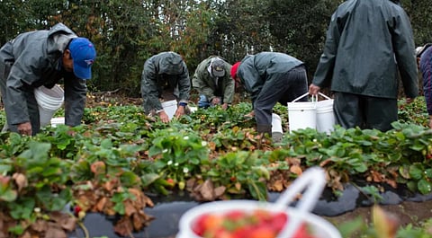Almost 100 employers fined $1.54 million for migrant worker violations