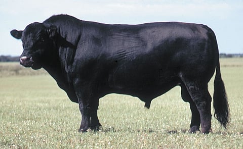RCMP hunting for Alberta cattle rustlers who galloped off with scores of bovines