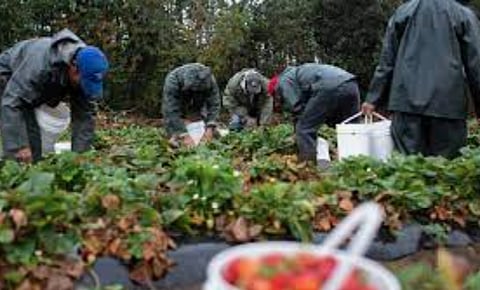 Agriculture unemployment continues to rise