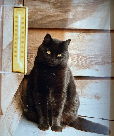 MAKICHUK: A cat named Hunter, and the high cost of vet care in Canada