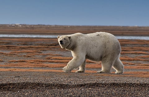Polar bear kills woman, toddler in Alaska
