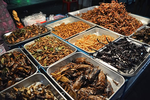 Study says lab-cultured meat and insects ‘good for planet and health’