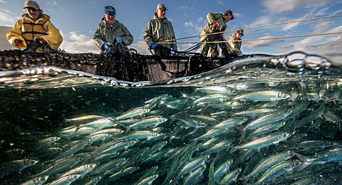 Suspected BC drug lab turns out to be tawdry fishing trawler
