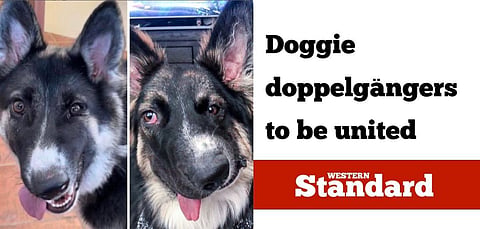 Doggie doppelgängers to be united