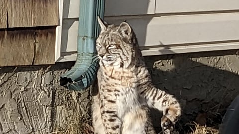 UPDATED WATCH: Calgary man finds bobcat in leg trap beside his house