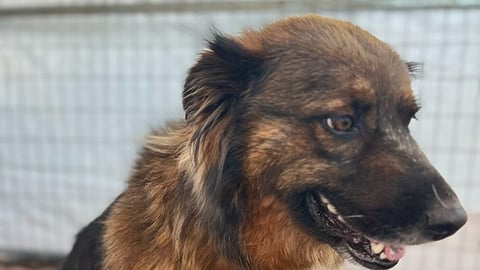 Cranbrook RCMP rescue three-legged dog during wildfire drama