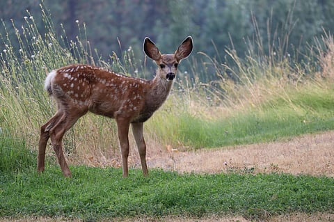 OH DEER: COVID-19 venison variants spreading to humans