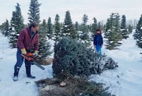 Albertans branching out into provincial forests with UCP blessing to cut down Xmas trees