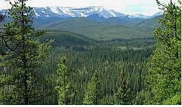 Canadian Forest