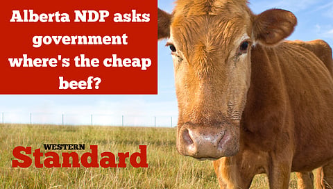 Alberta NDP asks government "where's the cheap beef?"