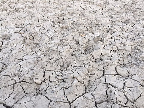 Alberta farmers facing worst drought conditions in 50 years