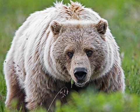 Banff grizzly attack victims identified as outdoorsy couple