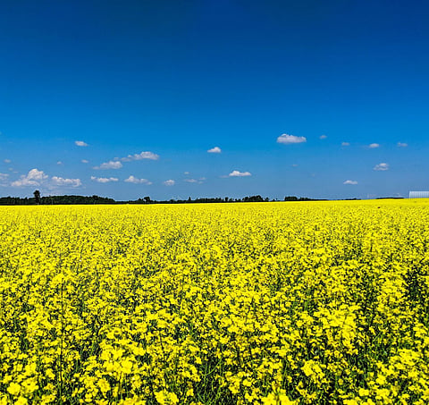 Great Grain Robbery: Mounties nab Jesse James in canola caper
