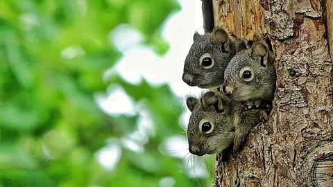 NUTTY: Squad of drug-sniffing squirrels training to join Chinese police force