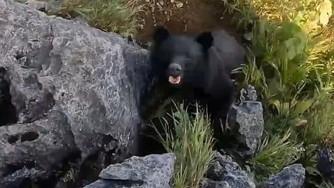 WATCH: Japanese mountain climber fights off attacking bear