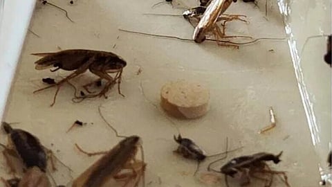 WS Poll: Would you send your children back to the Calgary daycares where the cockroaches were found?