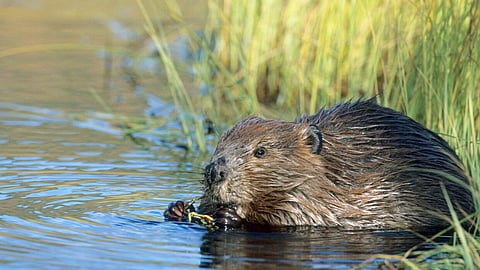 BATTLE OF THE BEAVERS: Airdrie animals saved after community backlash against slaughter