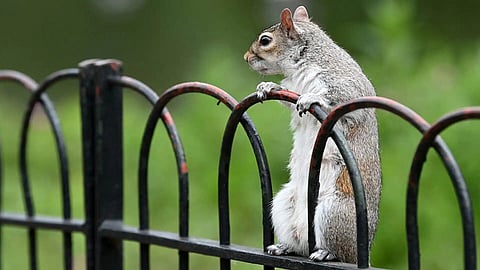 OH NUTS!: British restaurants urged to serve grey squirrel meat