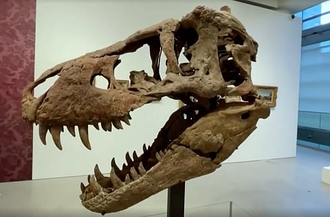 DINOMITE!: T-Rex head expected to fetch $20.1 million at US auction