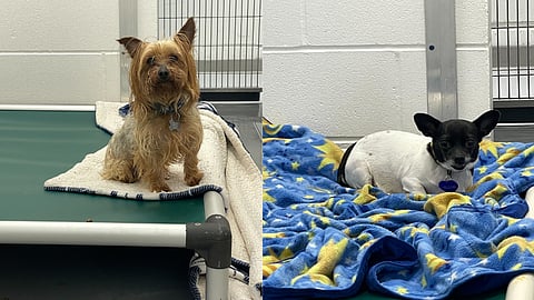 Calgary Humane Society investigating after two dogs abandoned on Canada Day