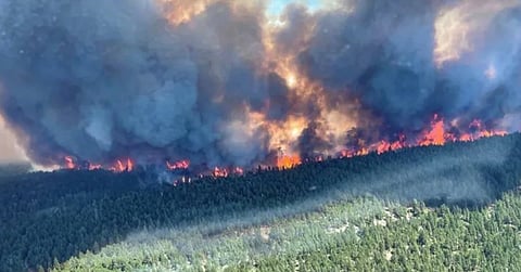Study shows forest fires now no worse than 19th Century