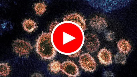 WATCH: Don’t worry Greta, the Coronavirus Pandemic will get us first.