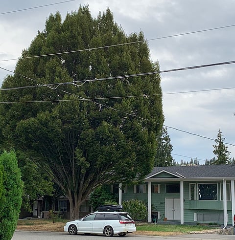 Kelowna widow left blowing in the breeze after city hall denies damage claim