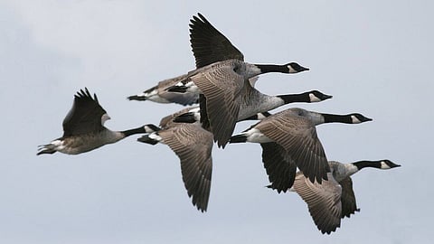 Geese in flight.