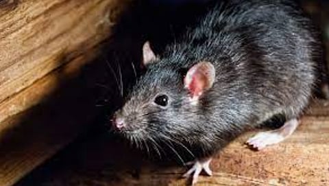 Rat