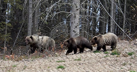 Kananaskis trails closed because of injured grizzly bear
