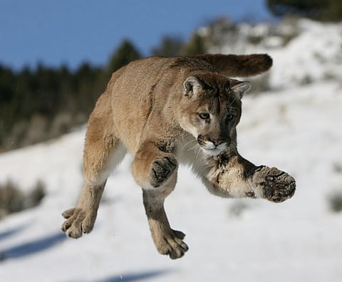 Reward offered after cougar cubs found beheaded on Vancouver Island