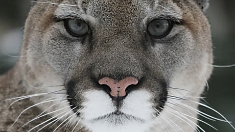 Cougar