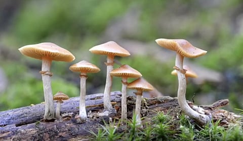 Vancouver city council allows business licence for magic mushroom shop over Health Canada objections,.