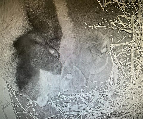 Red panda twins born at Calgary Zoo