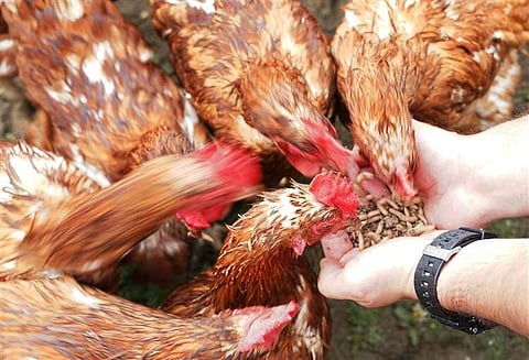 Canadian farmers use triple the amount of antibiotics as European Union