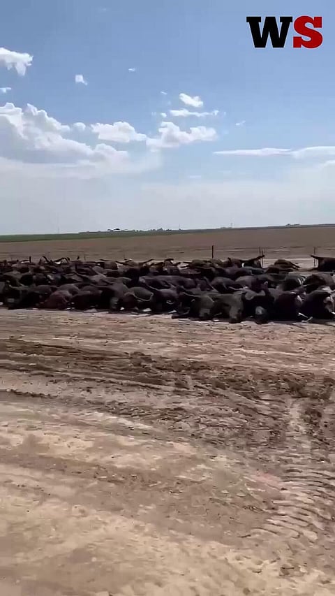 WATCH: Heat wave kills thousands of cattle in Kansas