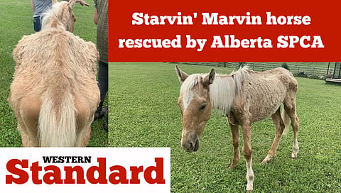 Starvin' Marvin horse rescued by Alberta SPCA