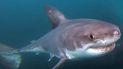 GREAT WHITE PLIGHT: Woke mob takes bite out of Shark Week